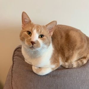 Meet your Posher, Josh